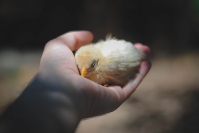 抱小鸡的人